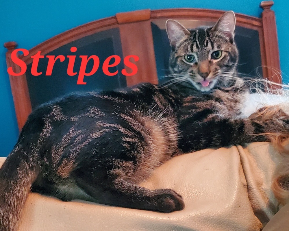 Stripes