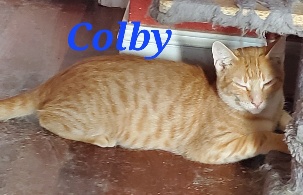 Colby