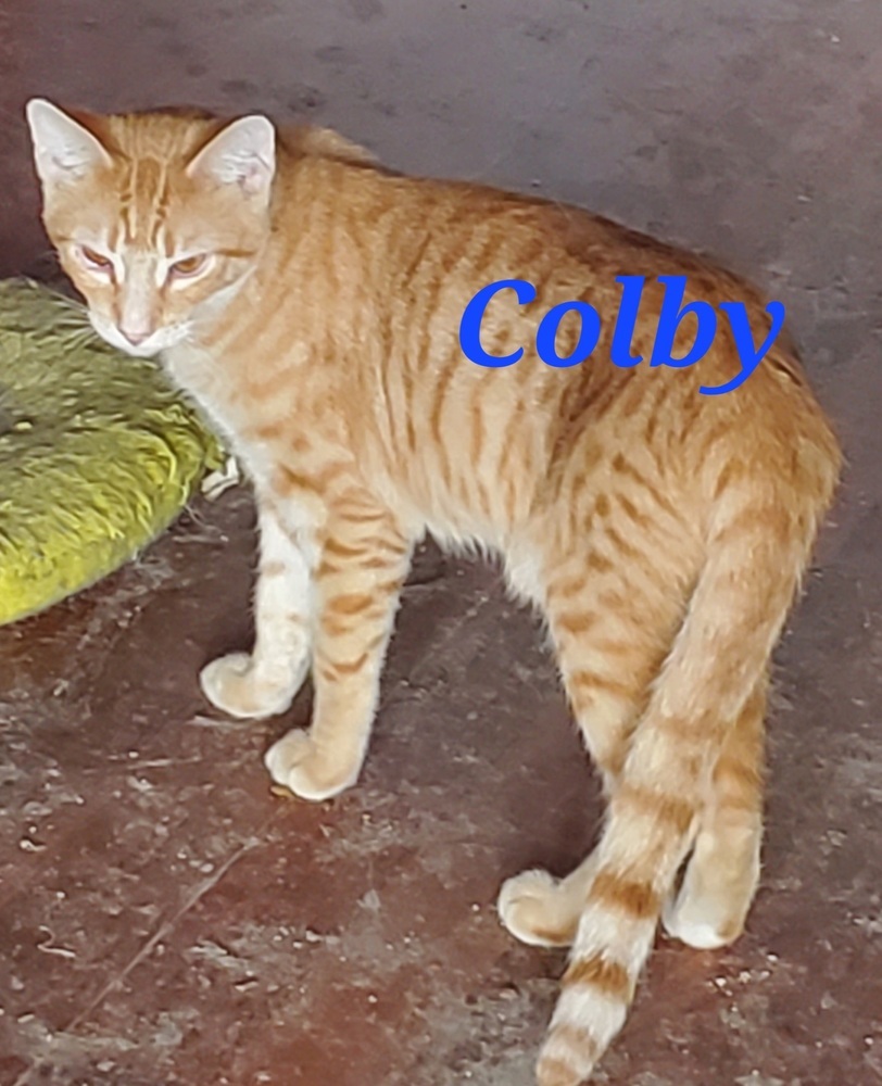 Colby