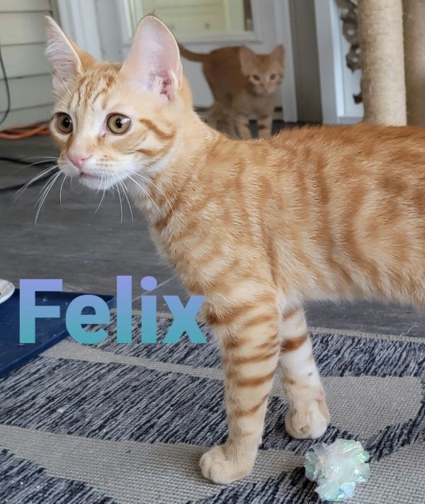 Felix