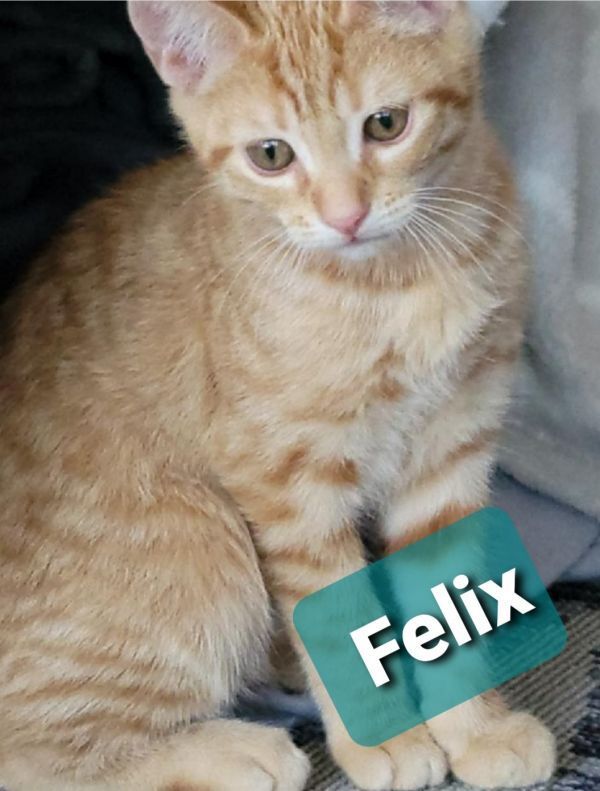 Felix