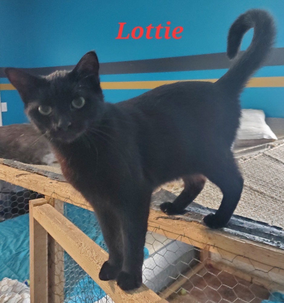 Lottie