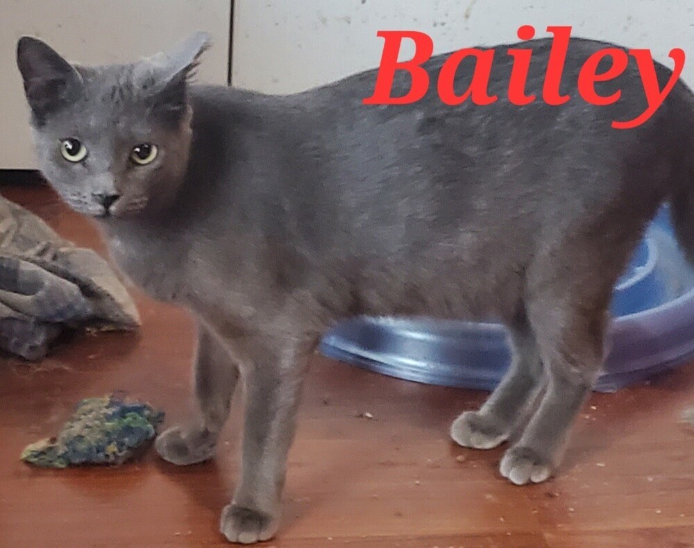 Bailey