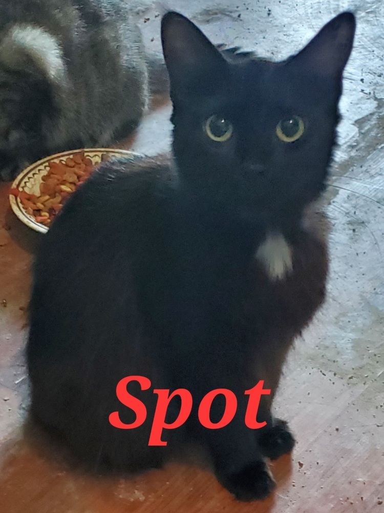 Spot