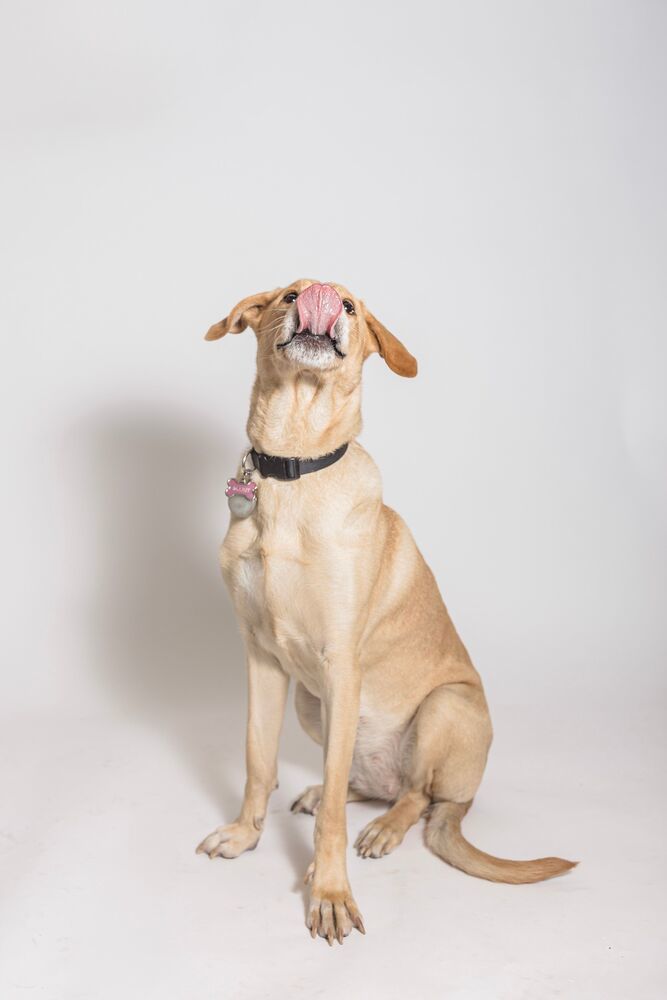 Scout
