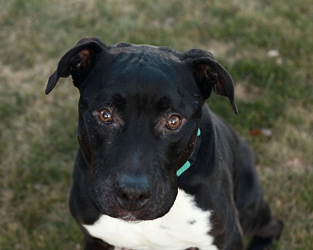 Henry, an adoptable Pit Bull Terrier in Rathdrum, ID, 83858 | Photo Image 2