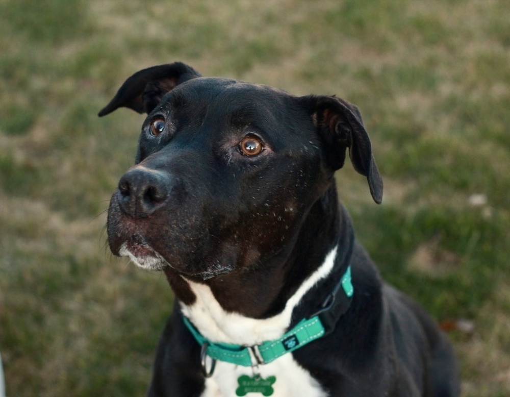 Henry, an adoptable Pit Bull Terrier in Rathdrum, ID, 83858 | Photo Image 3