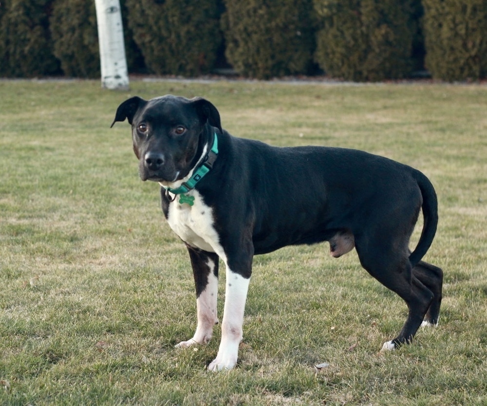 Henry, an adoptable Pit Bull Terrier in Rathdrum, ID, 83858 | Photo Image 6