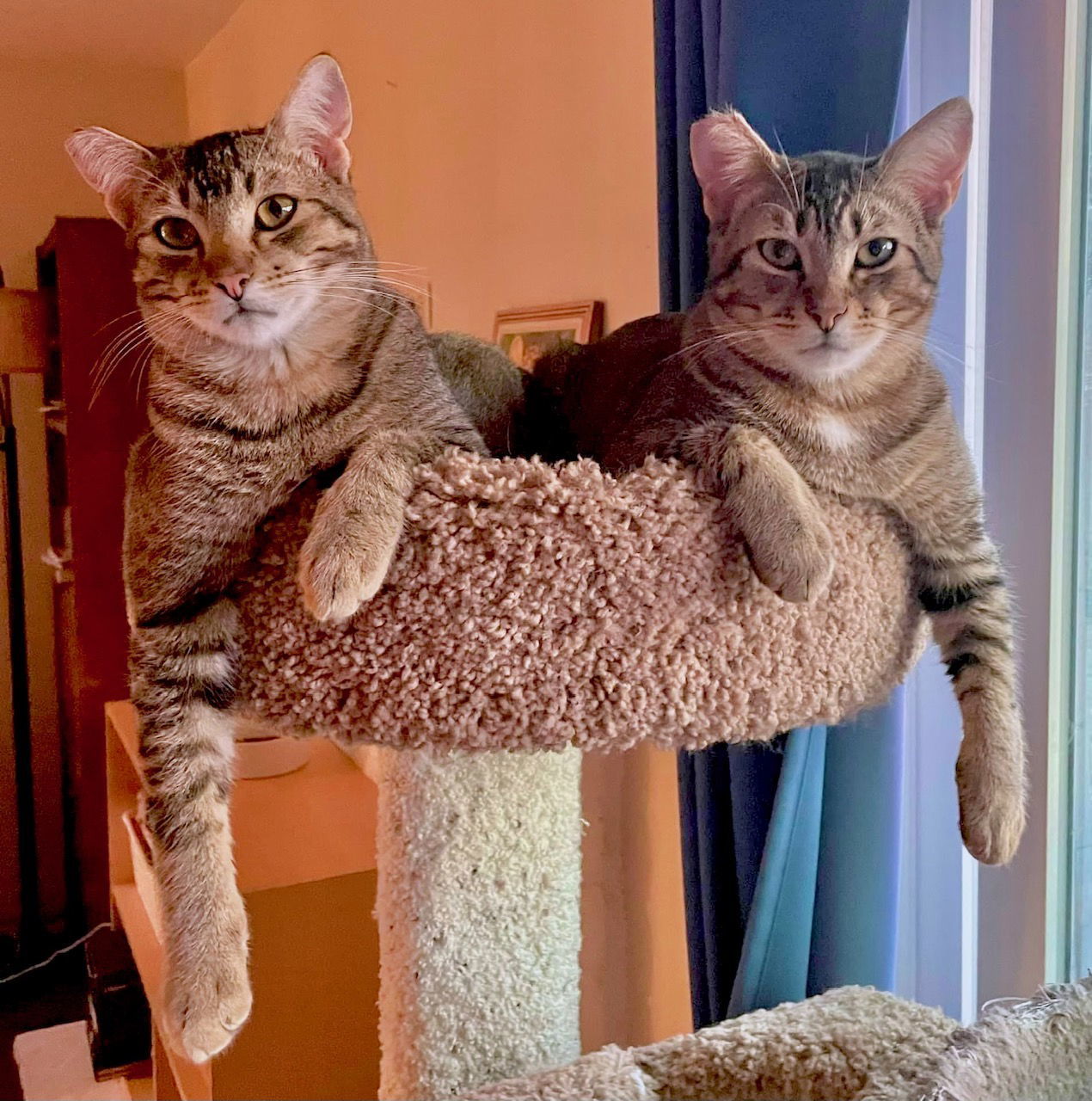 Squirrel and Boingo, an adoptable Tabby, Domestic Short Hair in San Luis Obispo, CA, 93406 | Photo Image 1