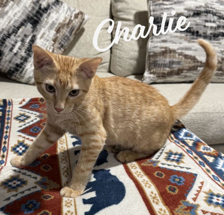 Charlie #shed-posse 1