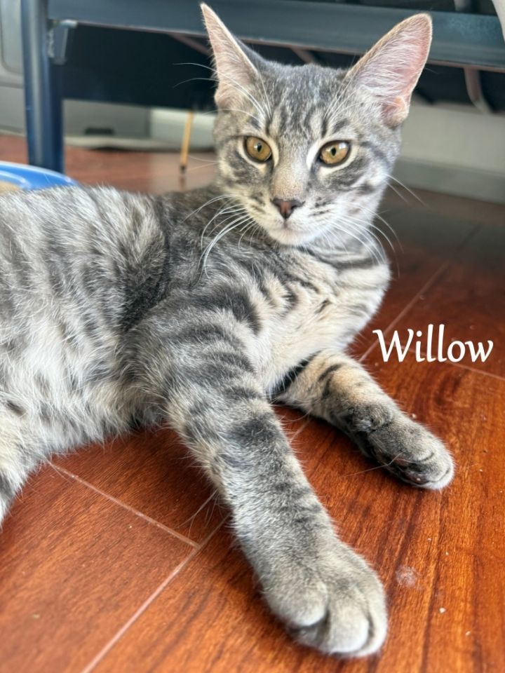 Willow 3