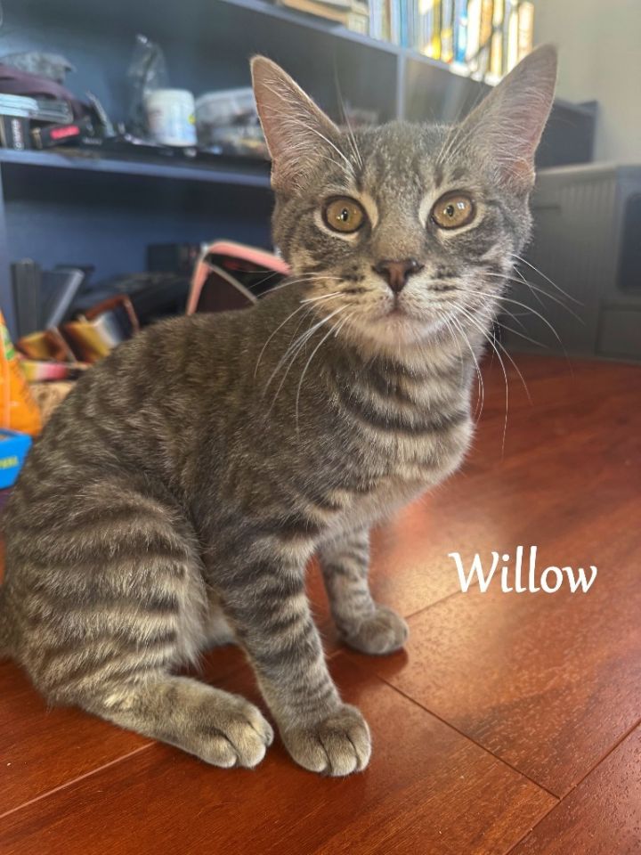 Willow 4