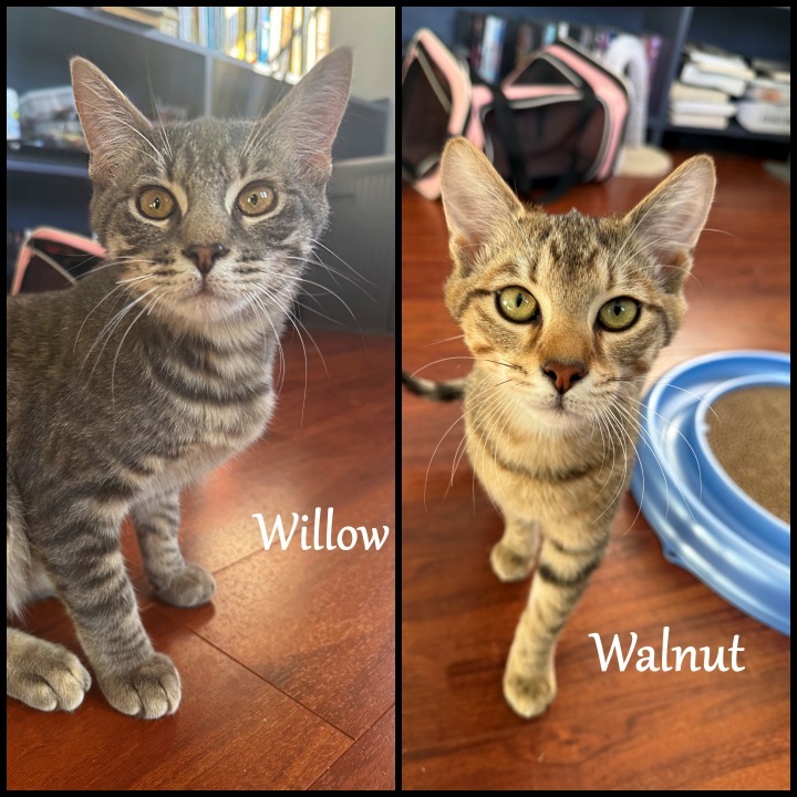 Walnut 1