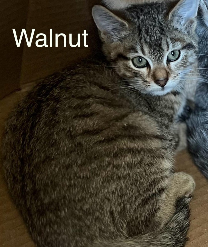 Walnut