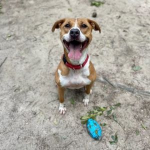 Linda, Adult Female Mixed Breed