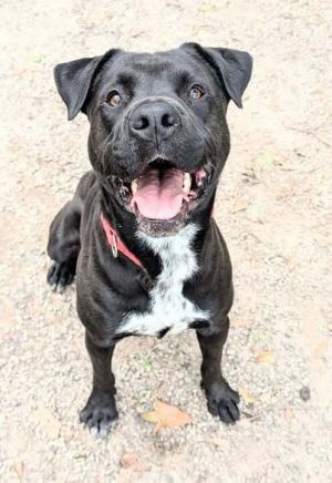 Juan, Adult Male Labrador Retriever
