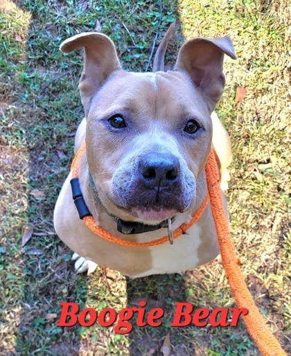 Boogie Bear 2