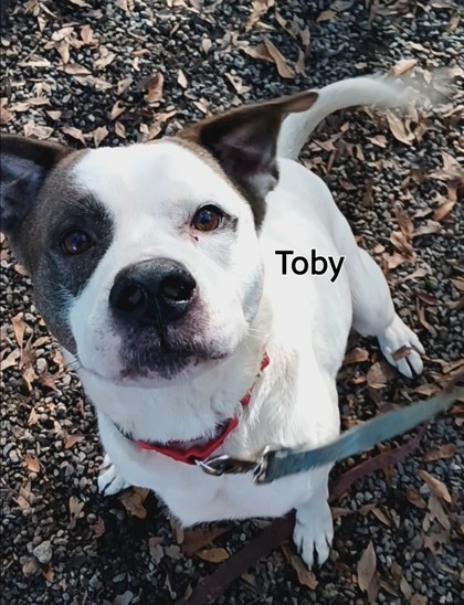 Toby 1