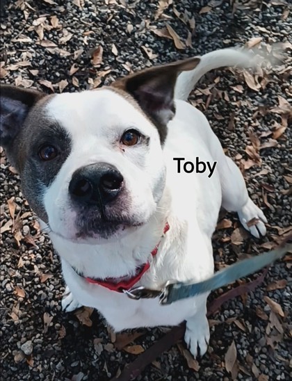 Toby 3