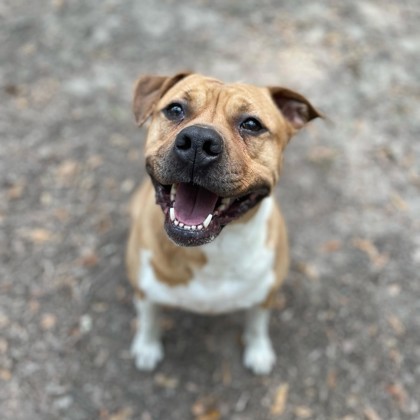Gracie