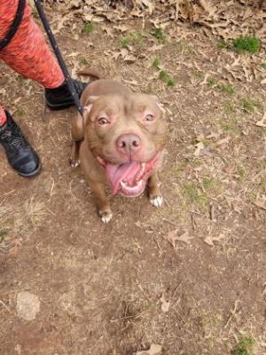 Jax, Adult Male Mixed Breed
