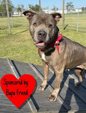 Maggie, Senior Female Mixed Breed