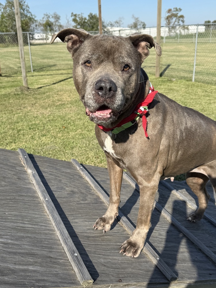 Maggie