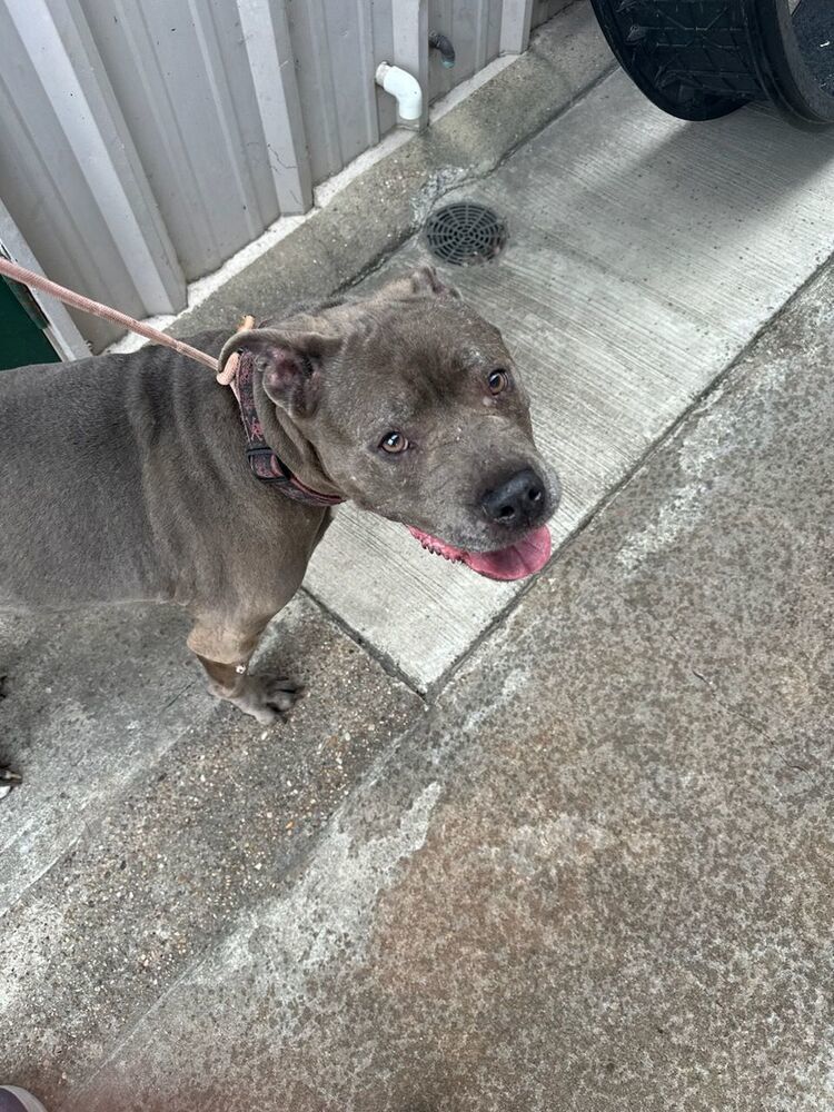 Maggie
