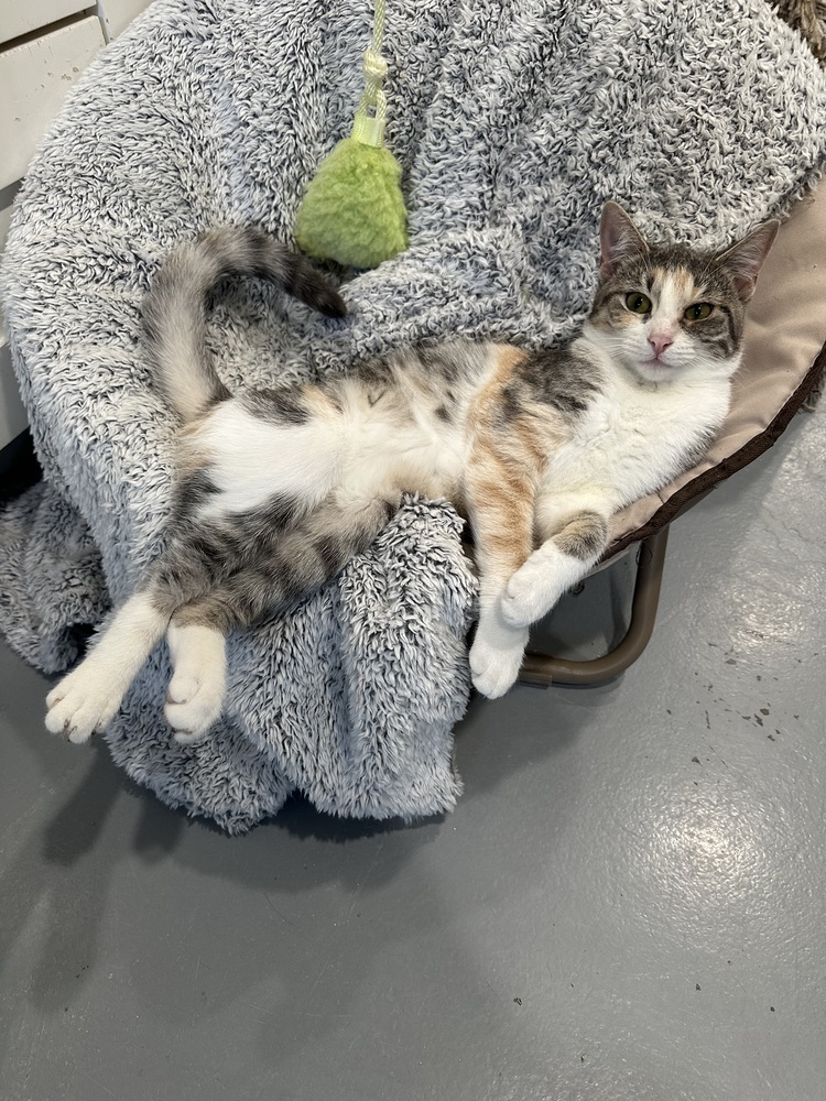 Jelly Bean