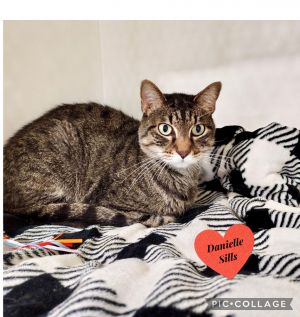 Sparta, Adult Male Domestic Short Hair