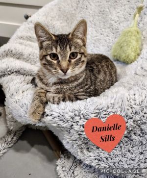 Scrubs, Adult Female Domestic Medium Hair