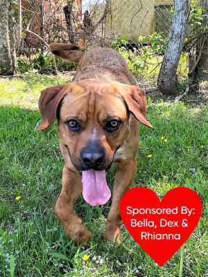 Bandit, Adult Male Mixed Breed