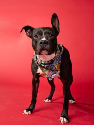 Meet Jude Jude is a super sweet and handsome 4-year-old boy weighing 62 pounds This charming fello