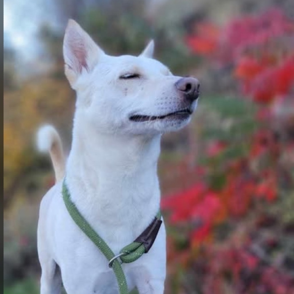 Olaf, an adoptable Cattle Dog, Husky in Cashmere, WA, 98815 | Photo Image 1