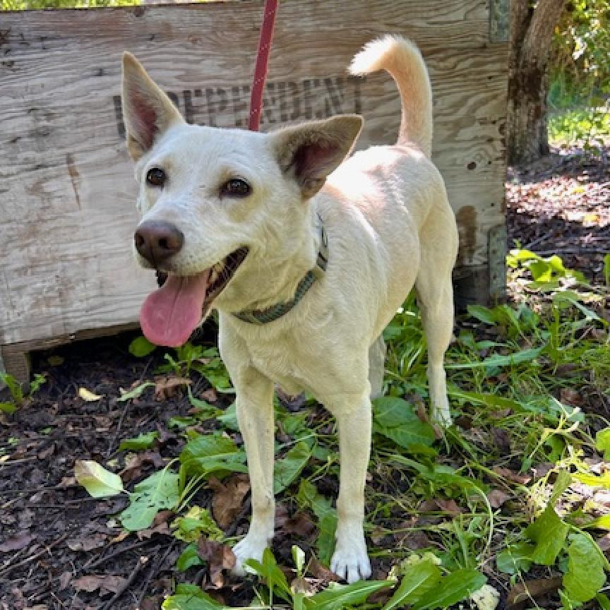 Olaf, an adoptable Cattle Dog, Husky in Cashmere, WA, 98815 | Photo Image 2