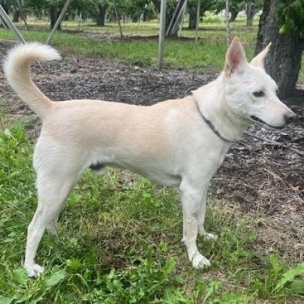 Olaf, an adoptable Cattle Dog, Husky in Cashmere, WA, 98815 | Photo Image 3