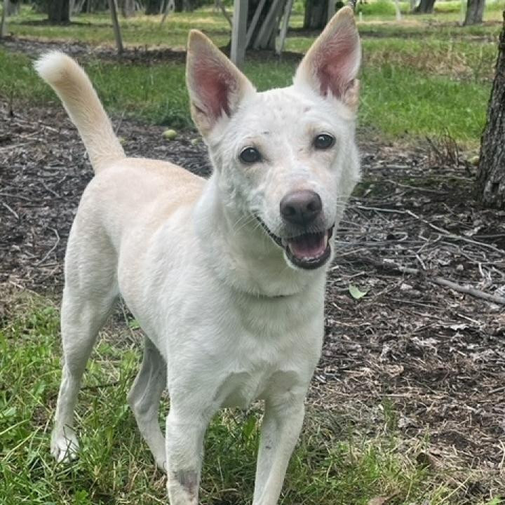 Olaf, an adoptable Cattle Dog, Husky in Cashmere, WA, 98815 | Photo Image 3