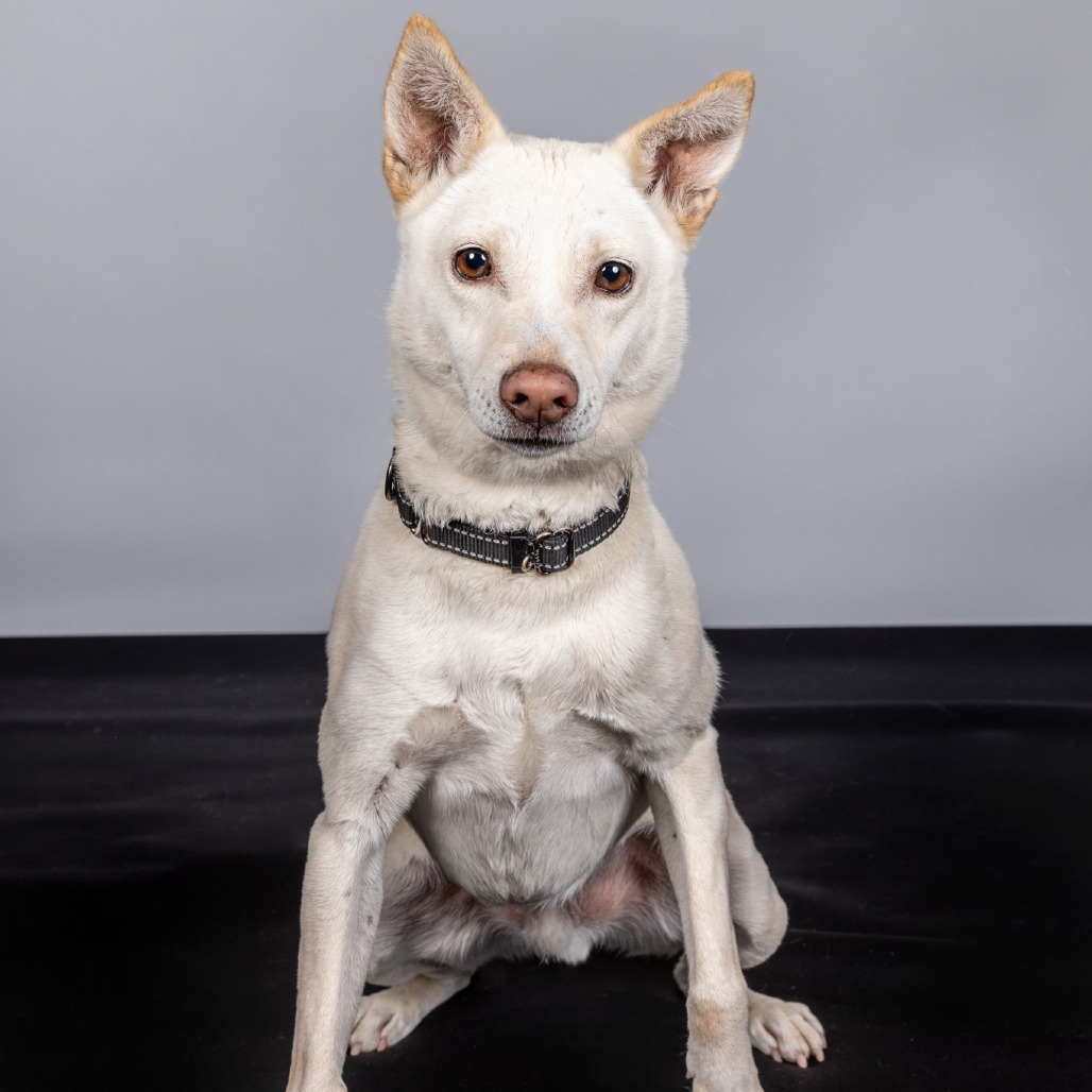Olaf, an adoptable Cattle Dog, Husky in Cashmere, WA, 98815 | Photo Image 5