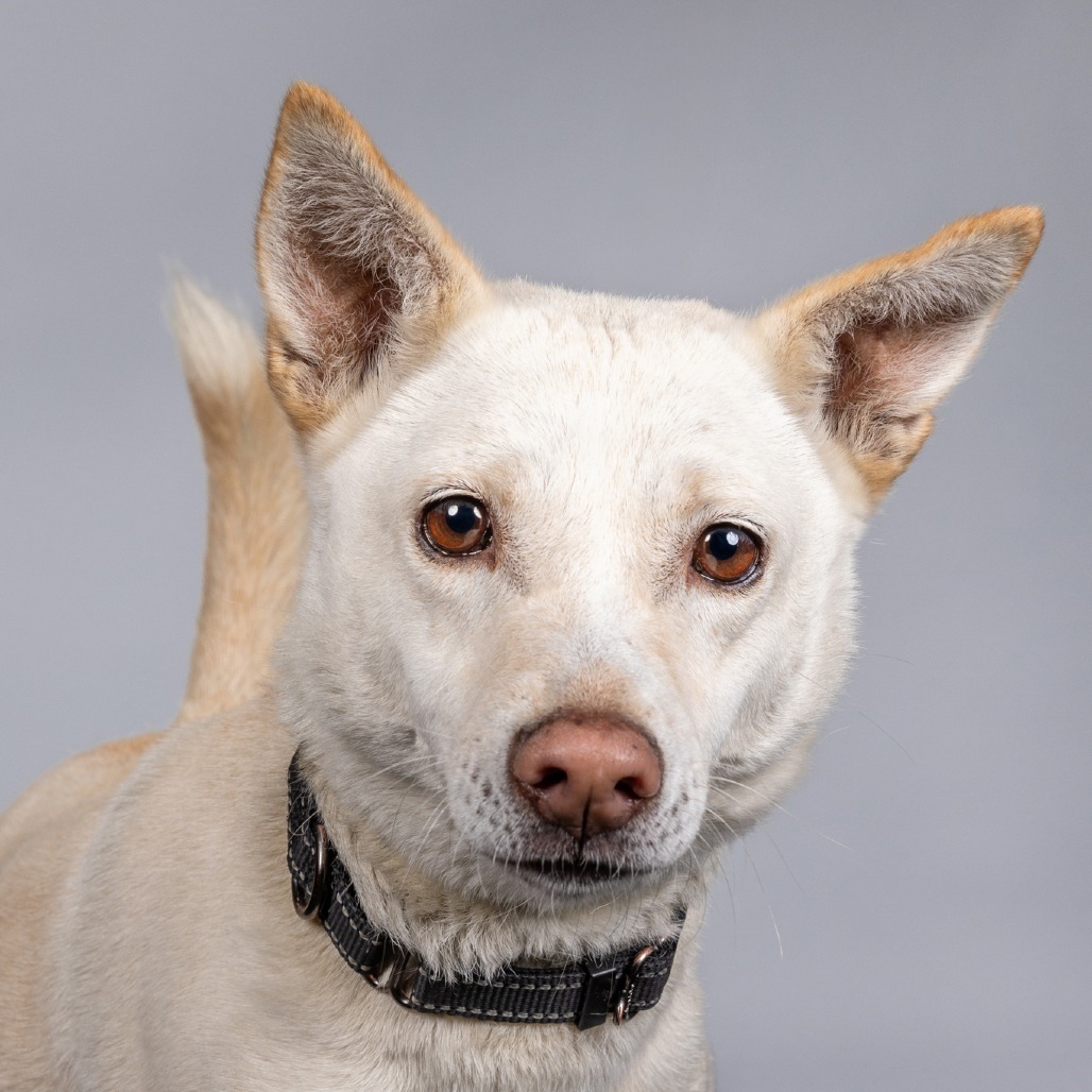 Olaf, an adoptable Cattle Dog, Husky in Cashmere, WA, 98815 | Photo Image 5
