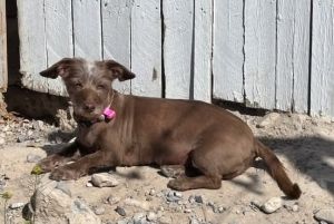 Sugarplum, Adult Female Terrier