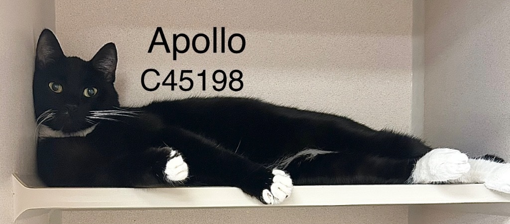 Apollo