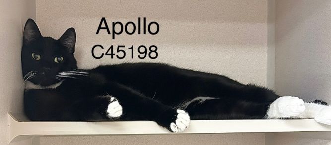 Apollo