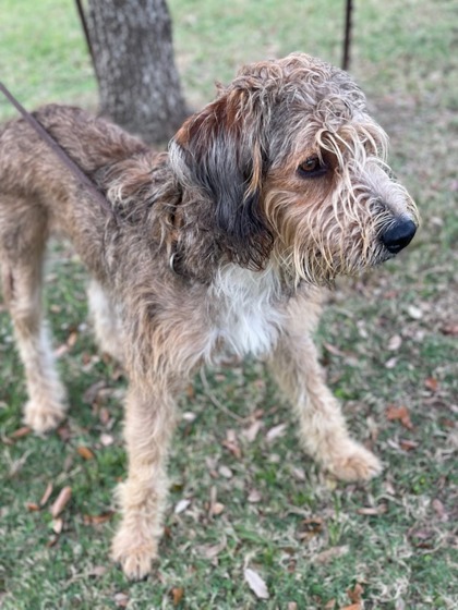 MARTIN, an adoptable Otterhound, Mixed Breed in Houston, TX, 77053 | Photo Image 1