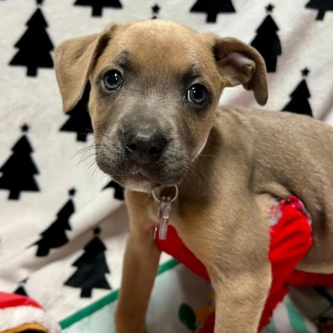 Dog for adoption - 12 Days of Christmas: Hennie, a Shepherd Mix in ...