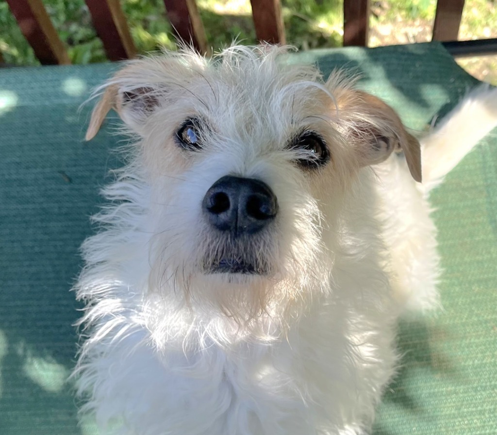 Joey the JRT