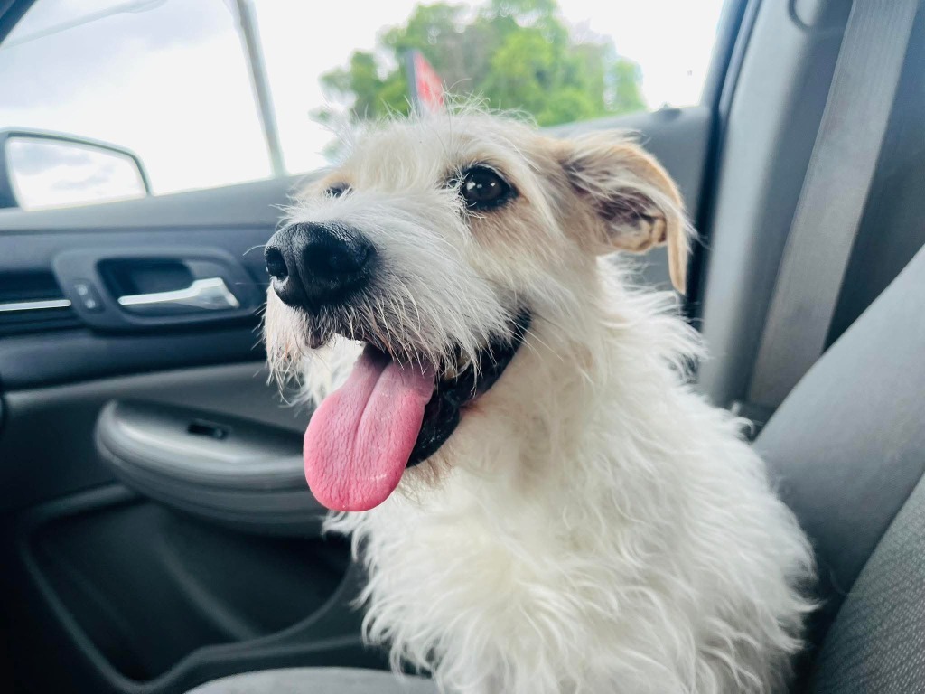 Joey the JRT