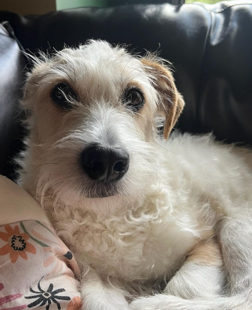 Joey the JRT, an adoptable Jack Russell Terrier in Johnston, IA, 50131 | Photo Image 2