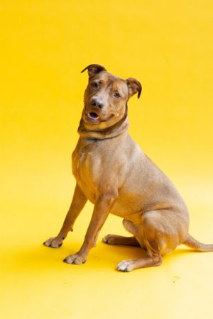 Meet Allen Hes a sweetheart Big lover boy who just needs some time to get used to his new home