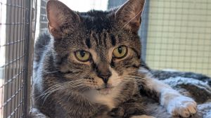 **176-Nutmeg Tabby, Young Female Domestic Short Hair