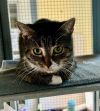 **176-Nutmeg Tabby photo 2